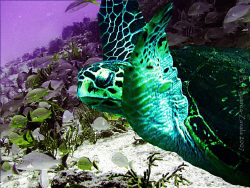 Hawksbill turtle Eretmohelys imbricata @Playa del Carmen,... by Baruch Figueroa-Zavala 